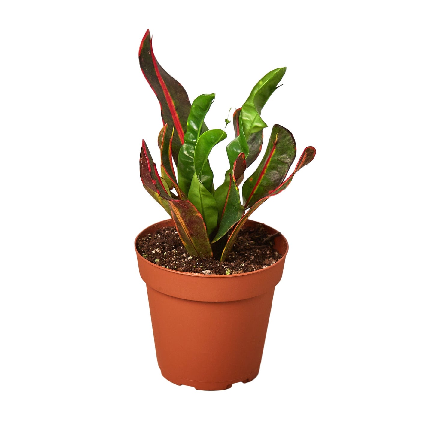 Croton 'Mammy' - Madame Mammy: Vibrant and Robust Indoor House Plant