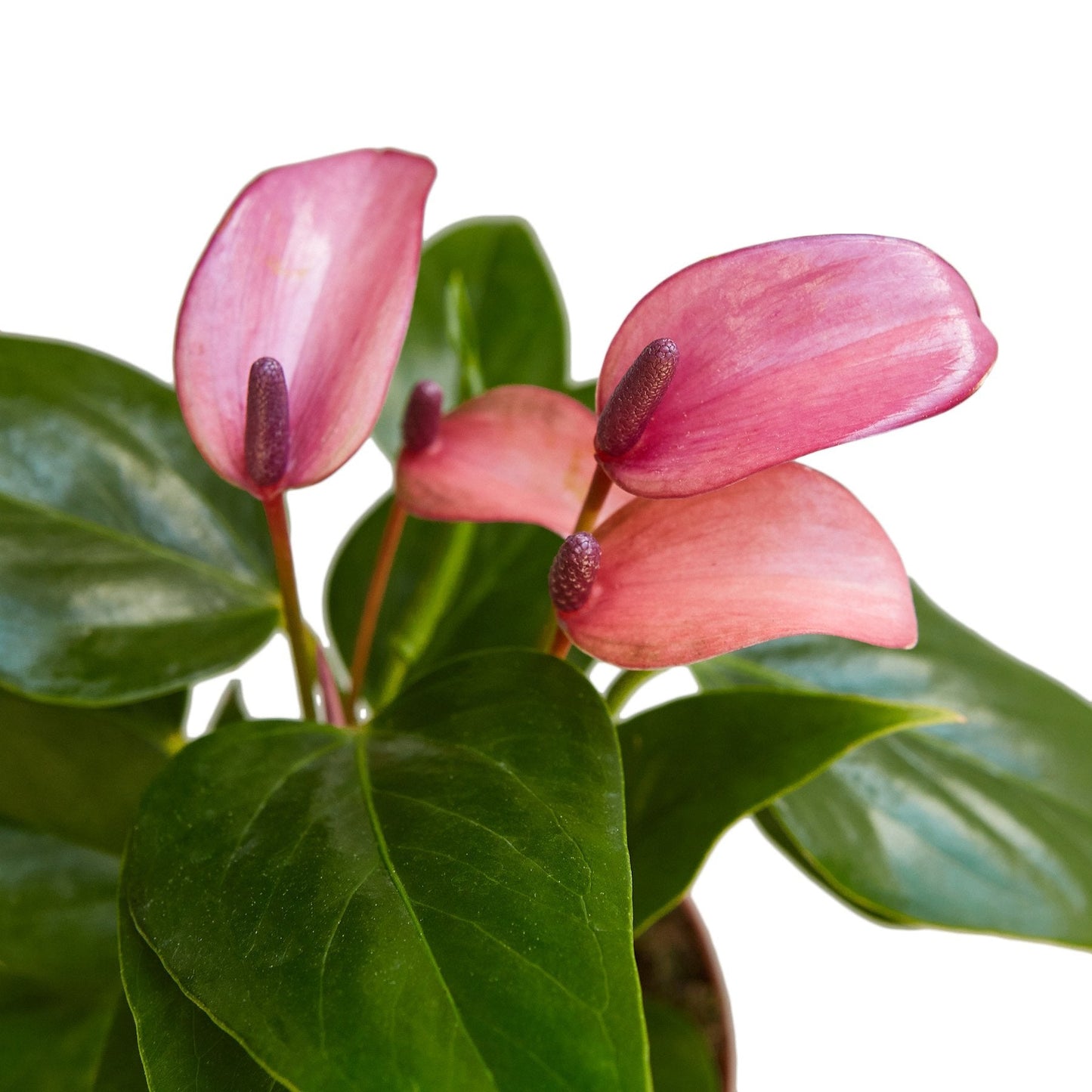 Anthurium 'Purple' - Purple Majesty: Exotic Heart-Shaped Houseplant