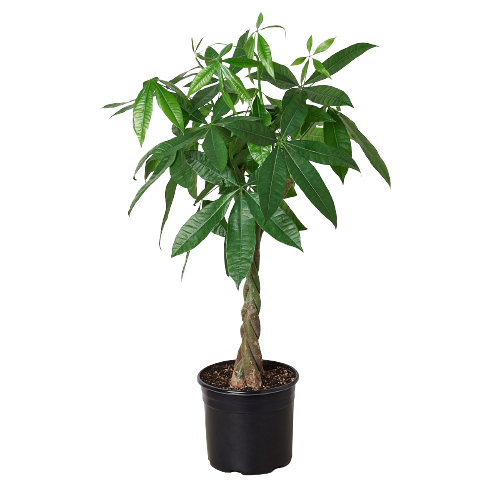 Money Tree 'Guiana Chestnut' Pachira Braid - 10" Pot - Cha-Ching Charm: Feng Shui Good Luck Plant, Easy-Care Decor