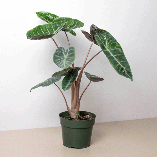 Alocasia Pink Dragon - Exotic Indoor Plant with Striking Veined Leaves