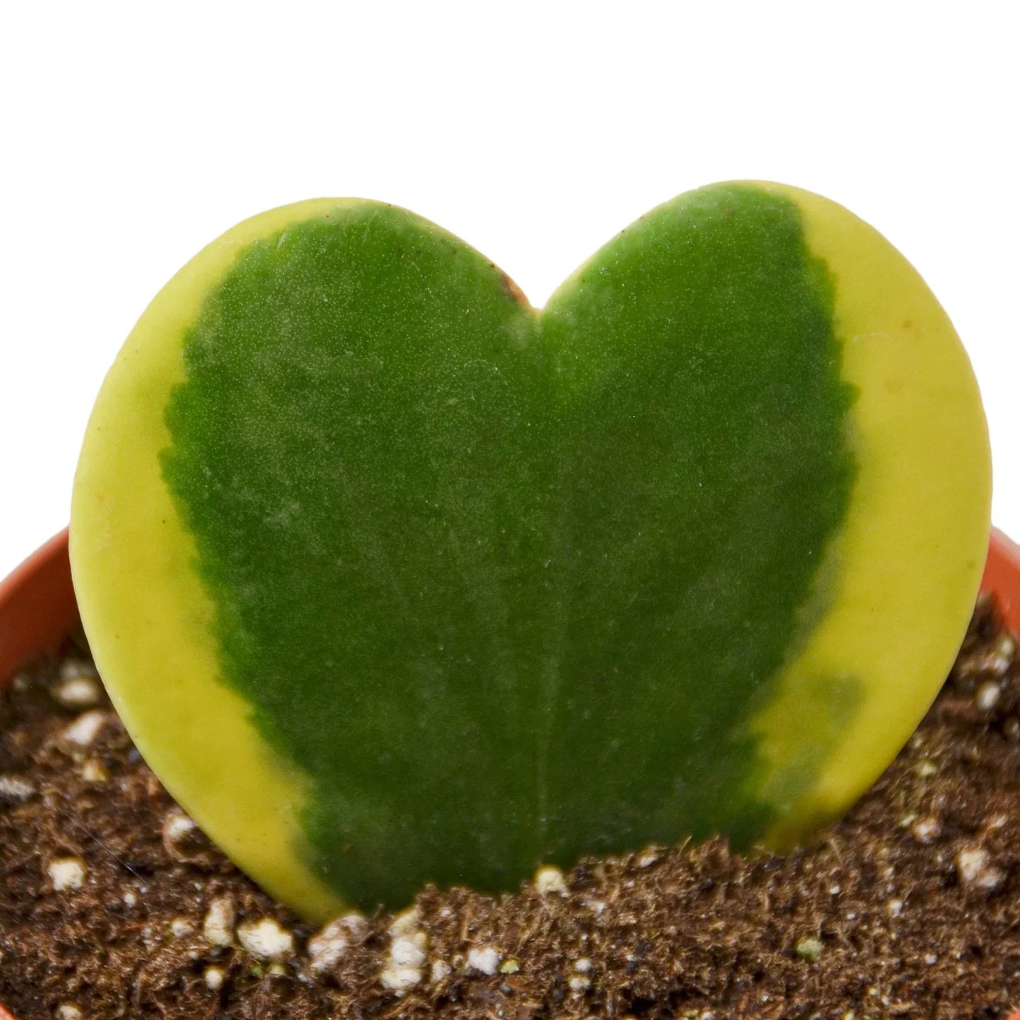 Hoya 'Sweetheart Variegated' - Heartthrob Houseplant: Dainty, Hardy, Heart-Shaped Joy