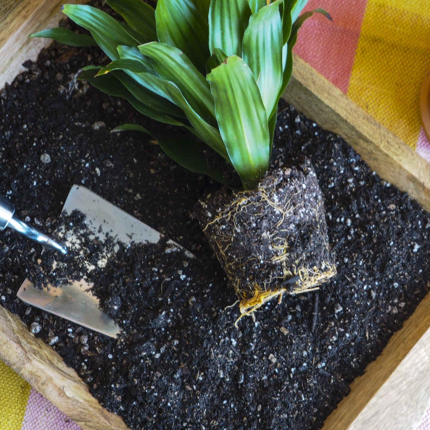 Indoor Plant Potting Soil - Puck: Soil That Swells for Effortless Repotting