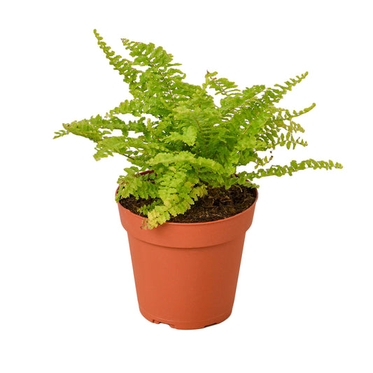 Cotton Candy Fern - Fluffy Green Dream: Air-Purifying Houseplant with Soft, Fluffy Leaves