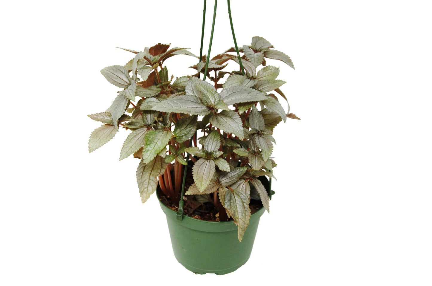 Pilea Ellen - Silver Queen: Compact Houseplant with Dark Green and Silver Foliage in 6" Pot