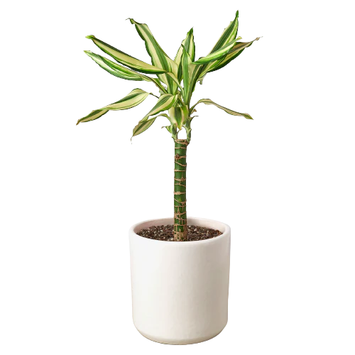 Dracaena 'Sted Sol Cane' - Dragon's Delight: Vibrant, Easy-Care Indoor Houseplant