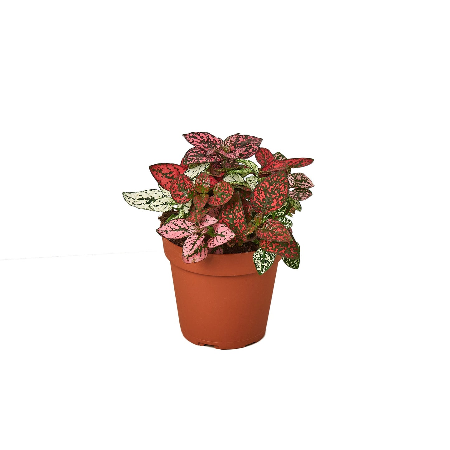 Hypoestes 'Polka Dot' - Polka Party: Brightly Spotted Houseplant, Easy Care for Any Space