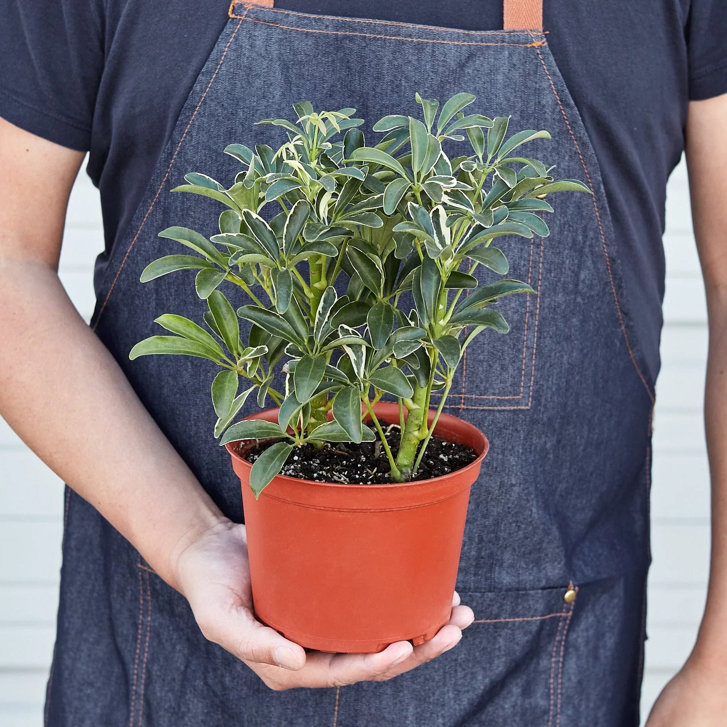 Schefflera Moonlight 'Umbrella Plant' - The Umbrella Academy: Variegated Evergreen Houseplant with Washed Out Yellow Leaves