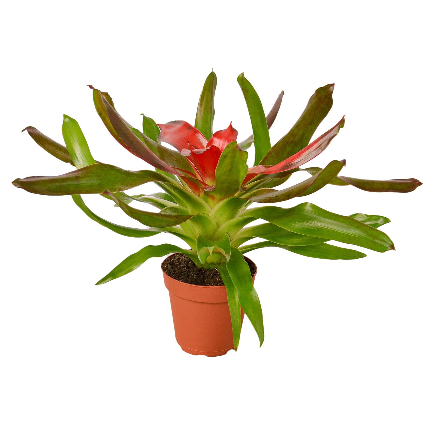 Bromeliad Medusa - Tangled Wonder: Exotic Red & Green Leaf Houseplant