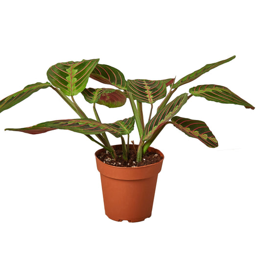 Maranta Red Prayer - Sleepy Beauty: Striking Evergreen Perennial Houseplant