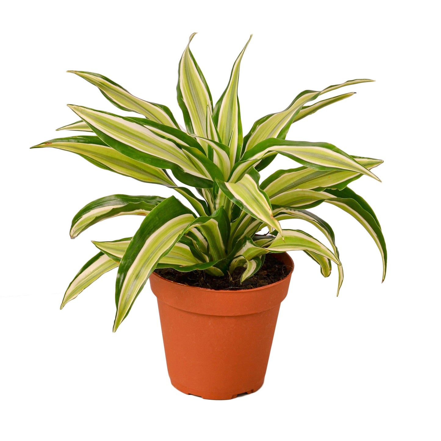 Dracaena 'Malaika' - Green Goddess: Vibrant Dragon Tree for Home or Office Décor