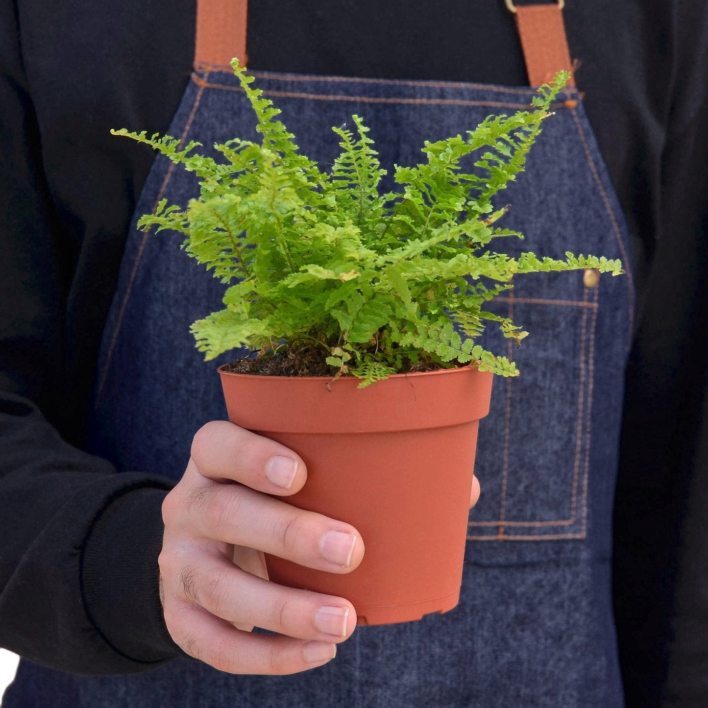 Cotton Candy Fern - Fluffy Green Dream: Air-Purifying Houseplant with Soft, Fluffy Leaves