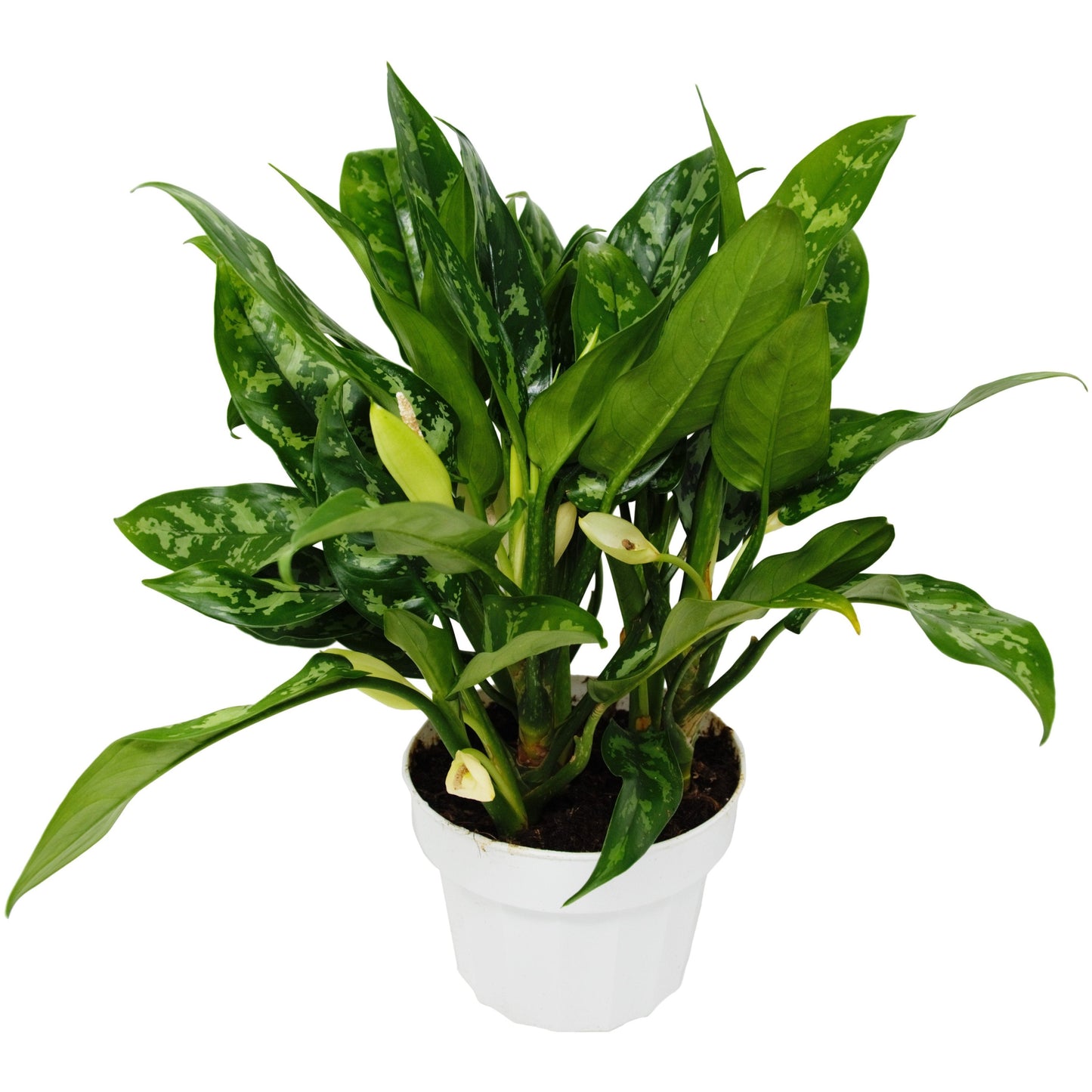 Chinese Evergreen 'Maria' - Evergreen Envy: Easy-Care Tropical Houseplant with Unique Leaf Patterns