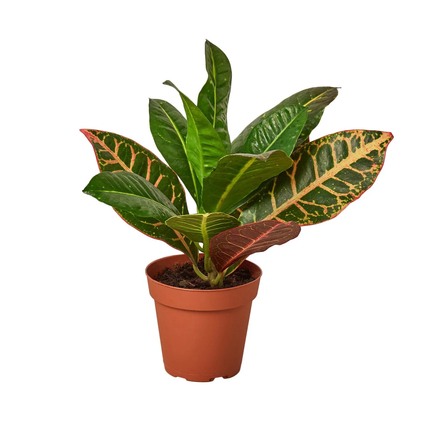 Croton Petra 'Joseph's Coat' - Painter's Palette: Vibrant Indoor/Outdoor Leafy Marvel