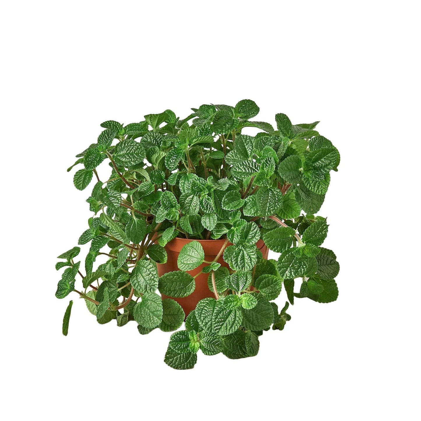 Pilea 'Creeping Charlie' - Charlie On The Move: Decorative and Low-Maintenance Groundcover Plant