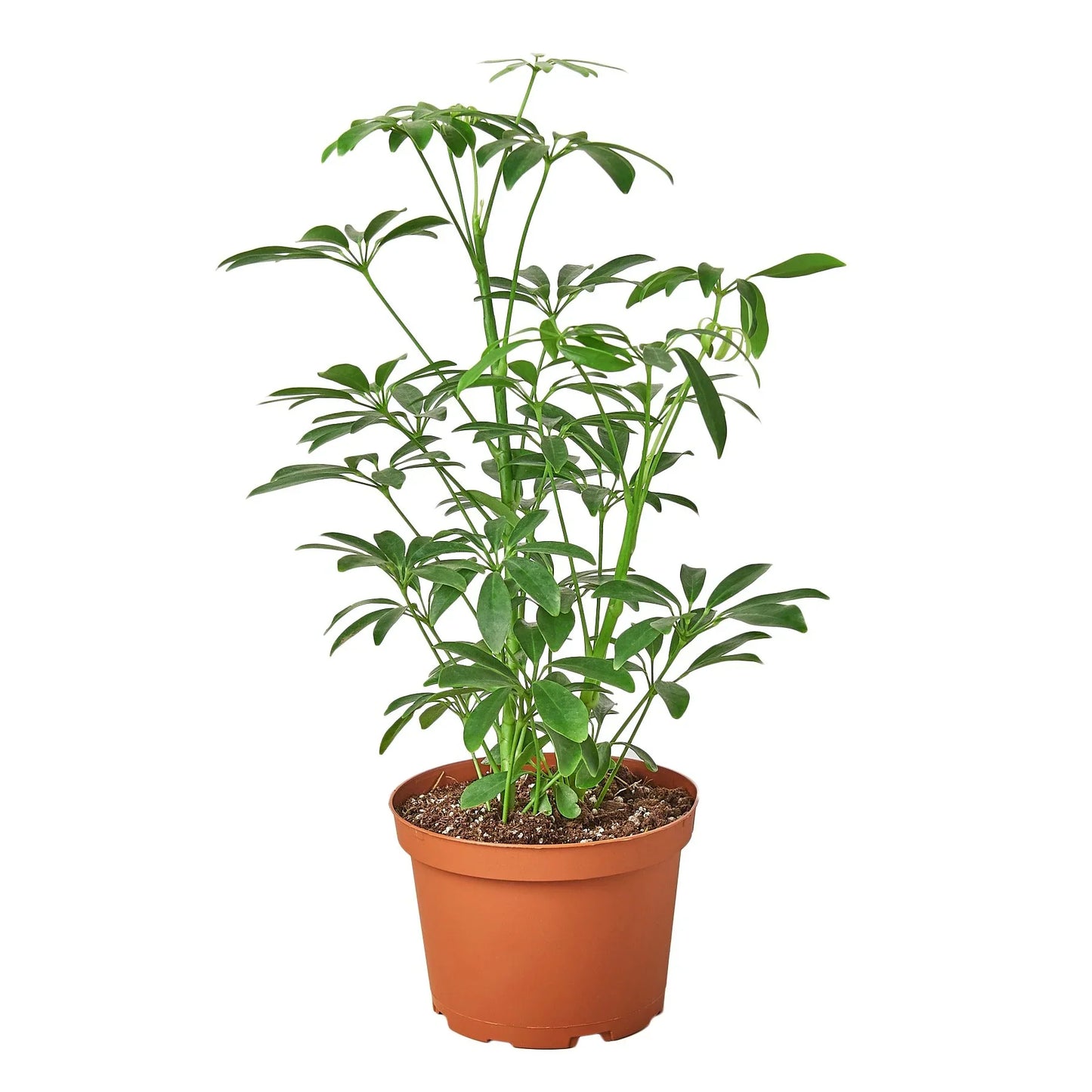 Schefflera Arboricola 'Umbrella' - Little Green Guardian: Easy-Care Evergreen Dwarf Umbrella Tree