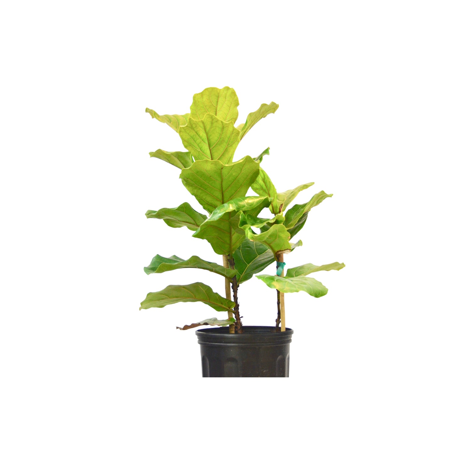 Ficus Lyrata 'Fiddle Leaf Fig' - Fiddle Me This! Premium 10" Pot, Easy Care Indoor Tree