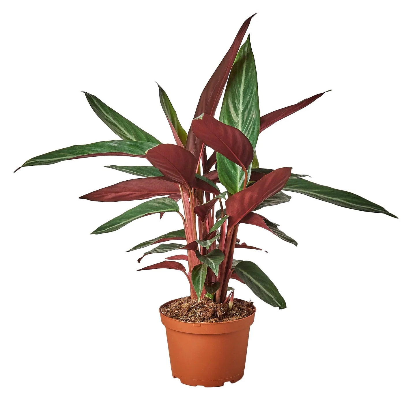 Stromanthe Sanguinea - Tropical Thunderstruck: Vibrantly Variegated Indoor Plant