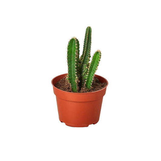 Fairy Castle Cactus - Majestic Spikes: Enchanting and Low Maintenance Indoor Plant