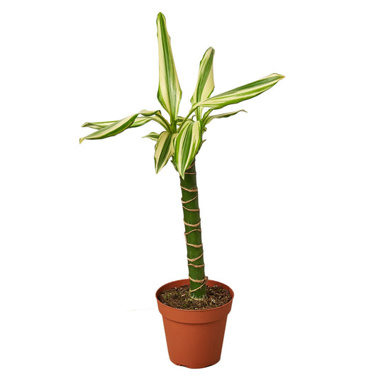 Dracaena 'Sted Sol Cane' - Dragon's Delight: Vibrant, Easy-Care Indoor Houseplant