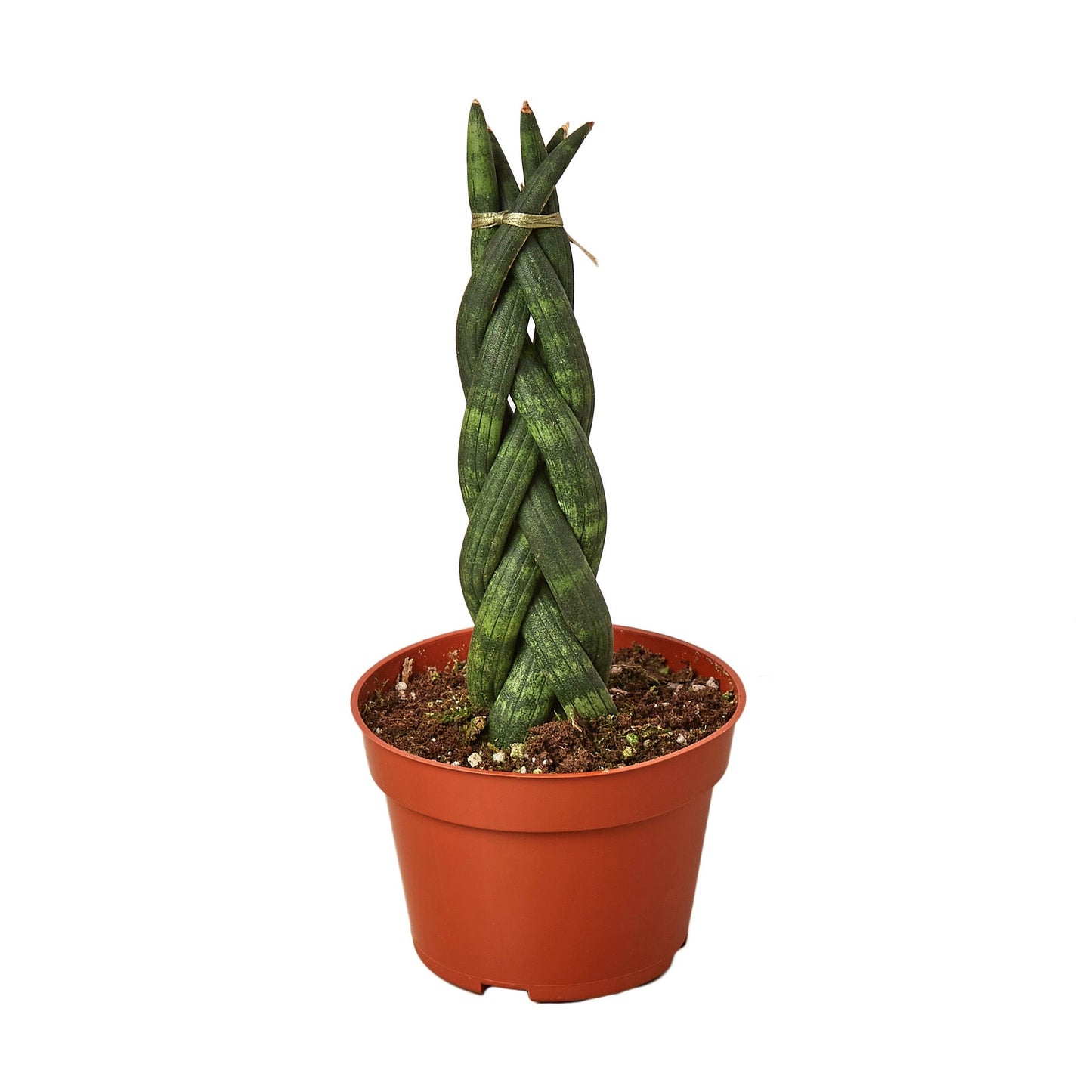 Twist 'n Shout: Braided Snake Plant - Twisted Tropics: Low-Maintenance Air-Purifying Houseplant