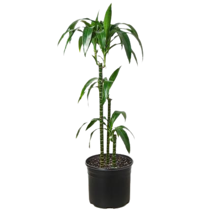 Dracaena 'Elegance' - Tropical Royalty: Easy-Care Dragon Tree in 10" Pot