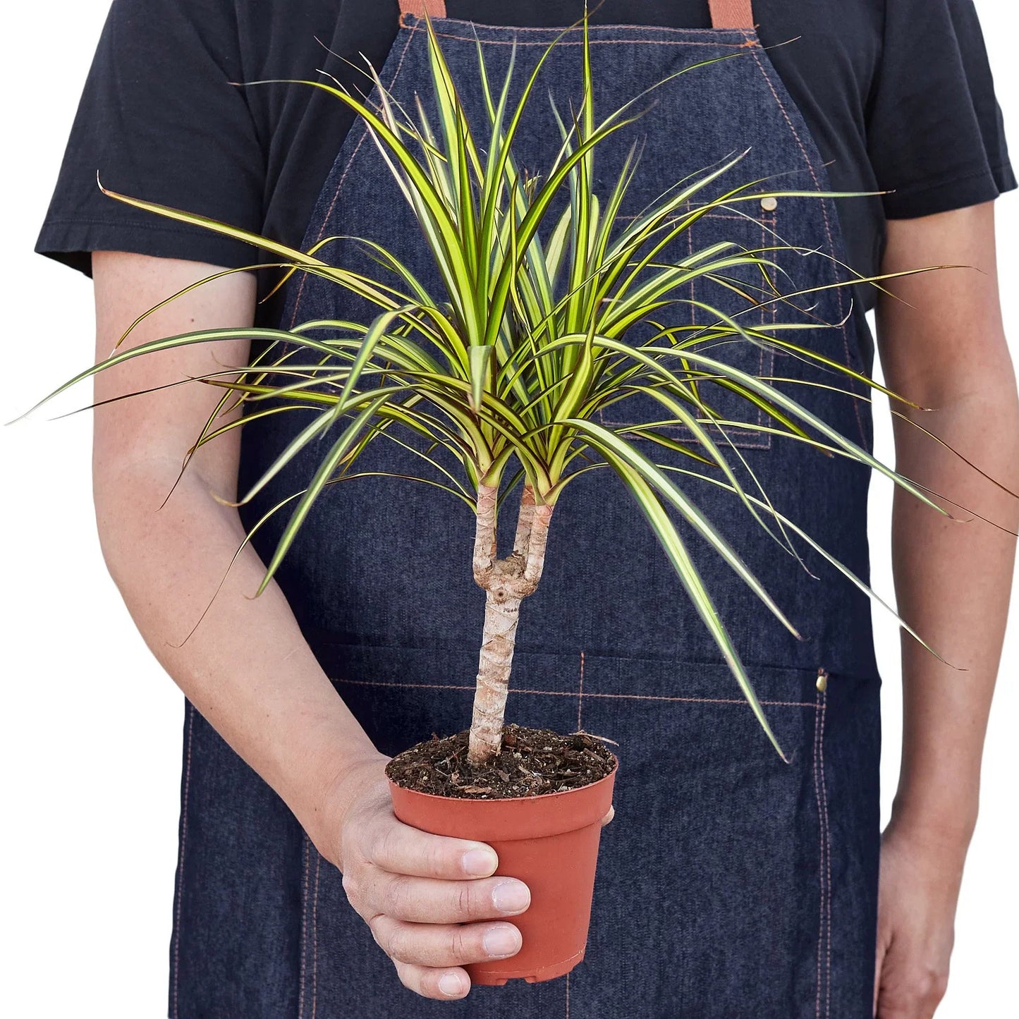 Dracaena Marginata 'Sunshine' - Sunny Vibes: Vibrant, Easy-Care Dragon Tree for Tropical Looks