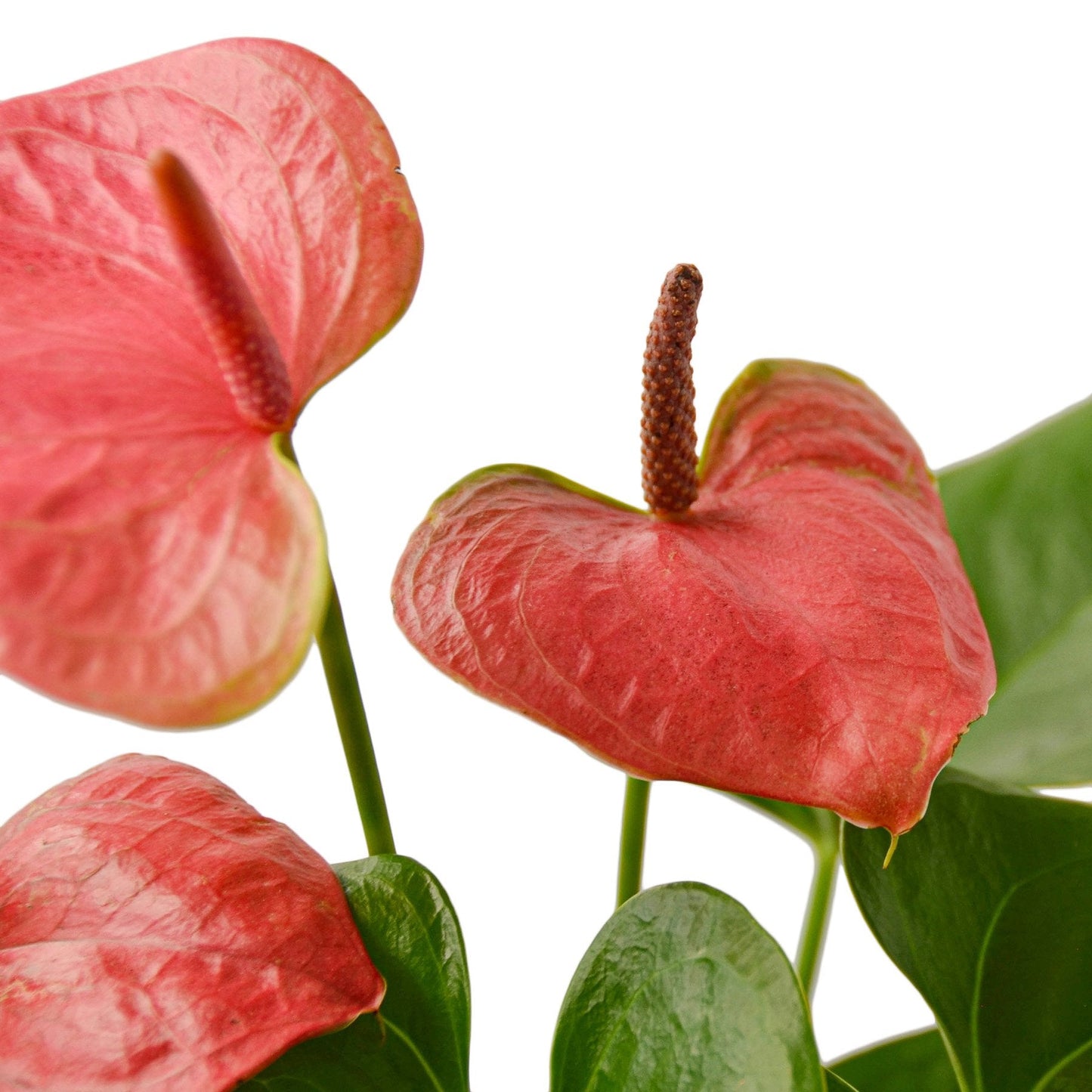 Anthurium 'Pink' - Tickled Pink: Exotic Houseplant with Glossy Heart-Shaped Leaves