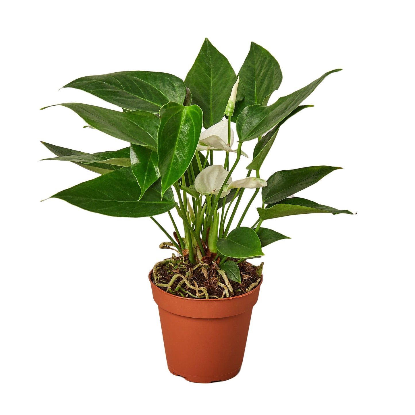 Anthurium 'White' - Pure White Delight: Year-Round Bloom Exotic Houseplant