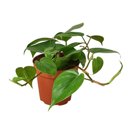 Philodendron Cordatum 'Heartleaf' - Hearty Party: Low Maintenance Indoor Plant