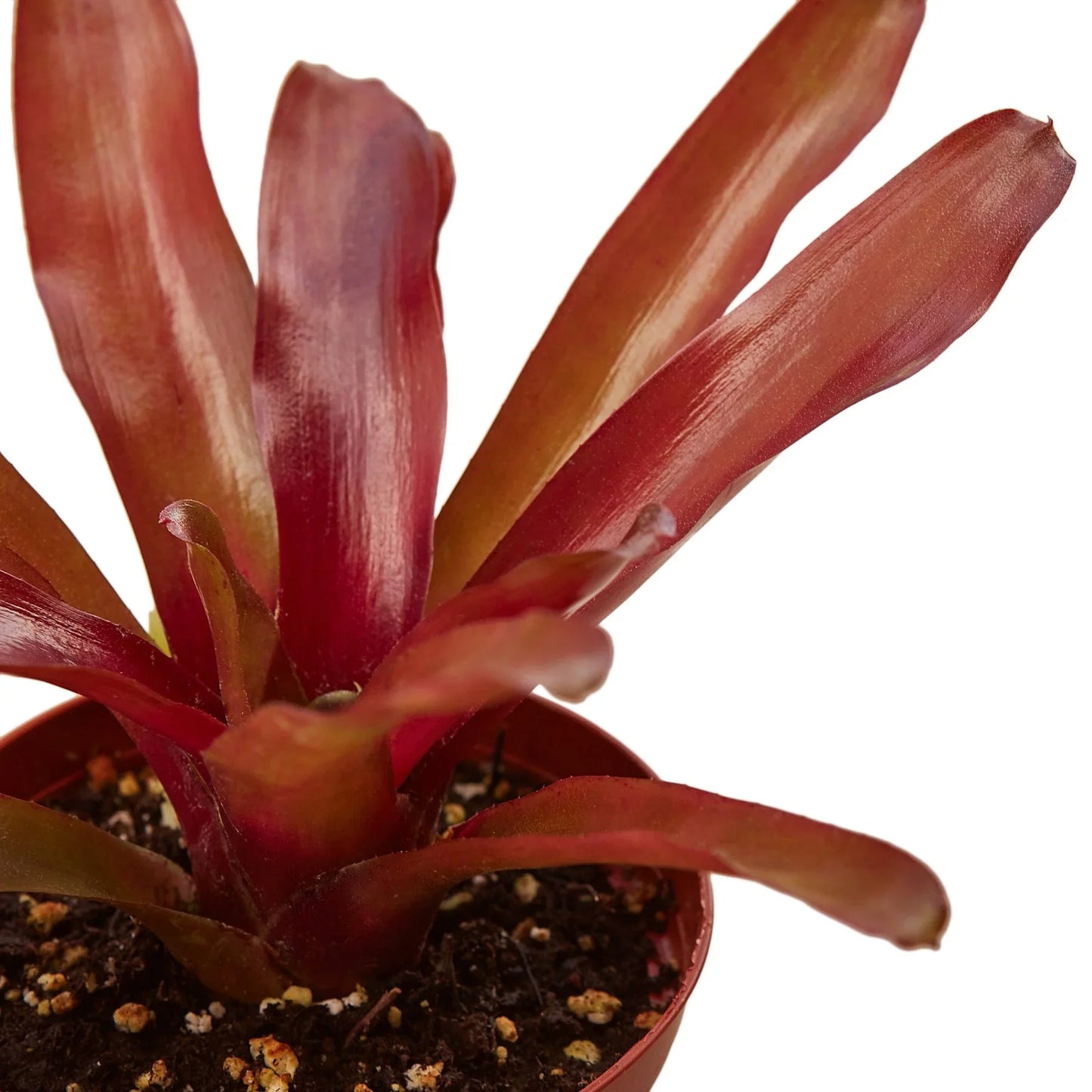 Bromeliad 'Fireball' - Blazing Beauty: Vibrant Red Blooming Houseplant