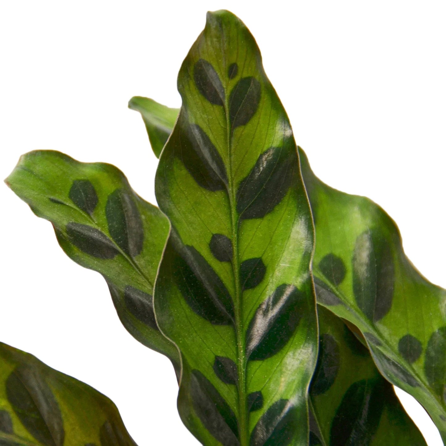 Calathea Lancifolia 'Rattlesnake' - Jungle Jazz Hands: Exotic Leafy Houseplant with Unique Ripples