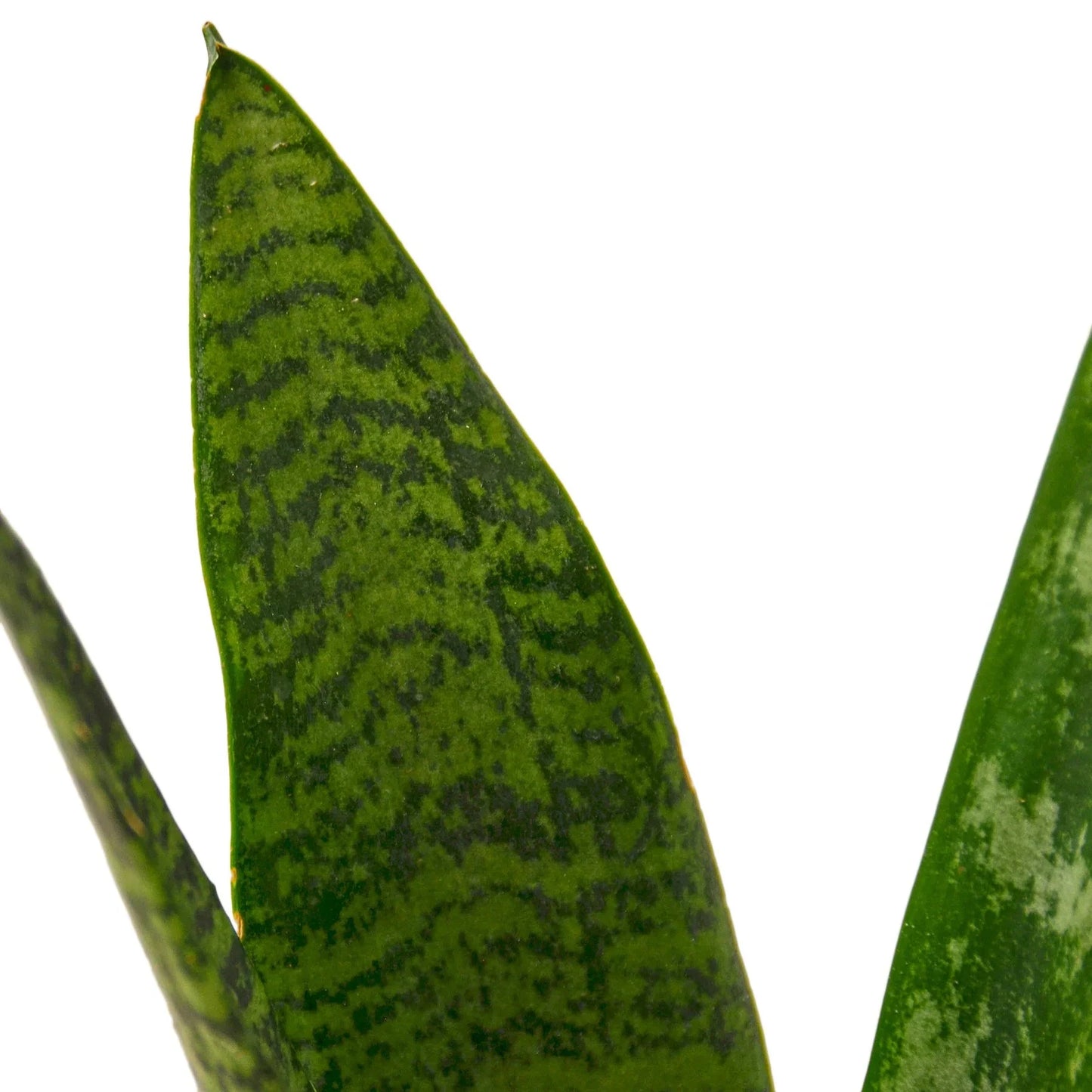 Snake Plant 'Zeylanica' - The Indestructible Green Guardian: Air-Purifying, Low Maintenance Houseplant