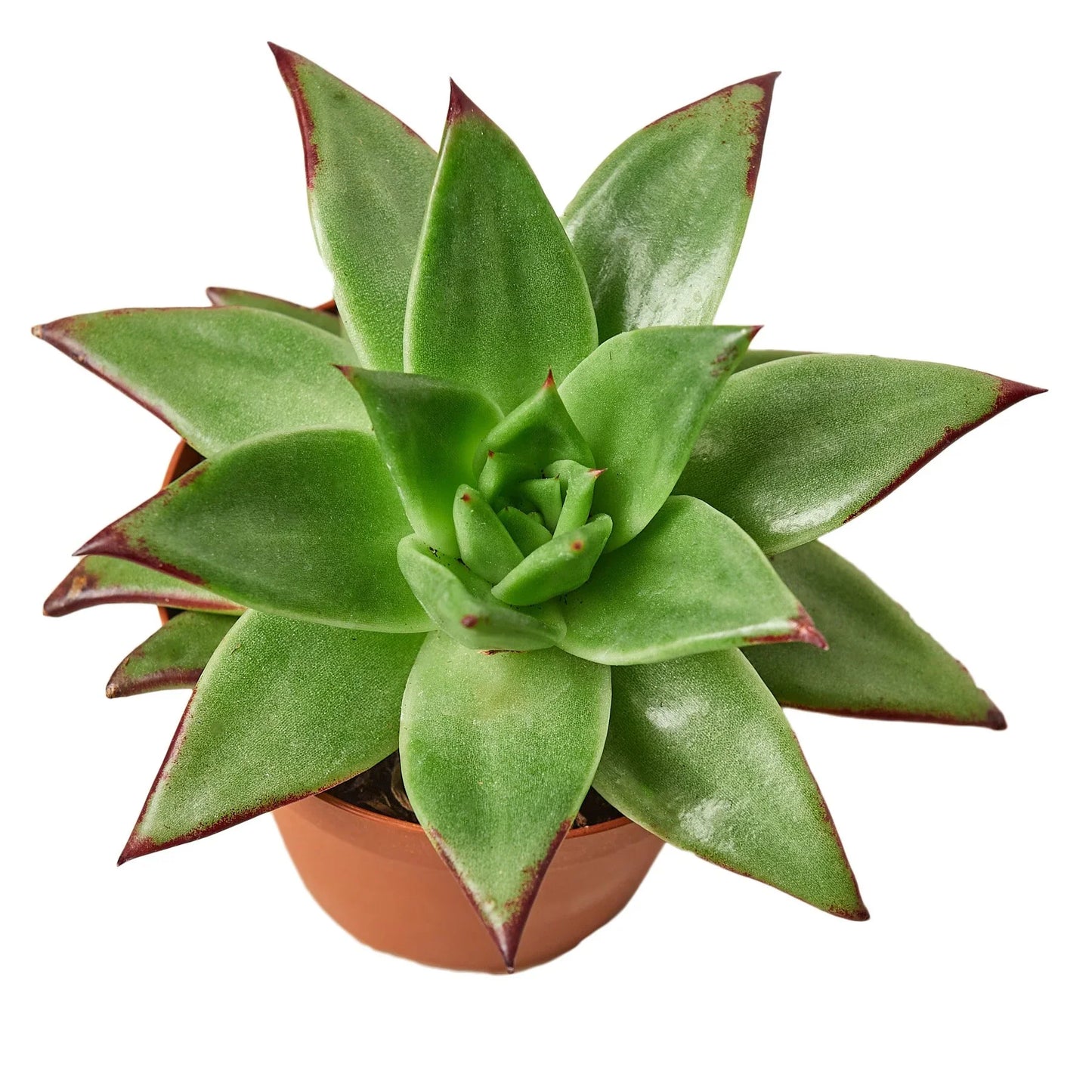 Lipstick Echeveria - Pucker Up, Succulovers!: Low Maintenance, Colorful Flowering Succulent