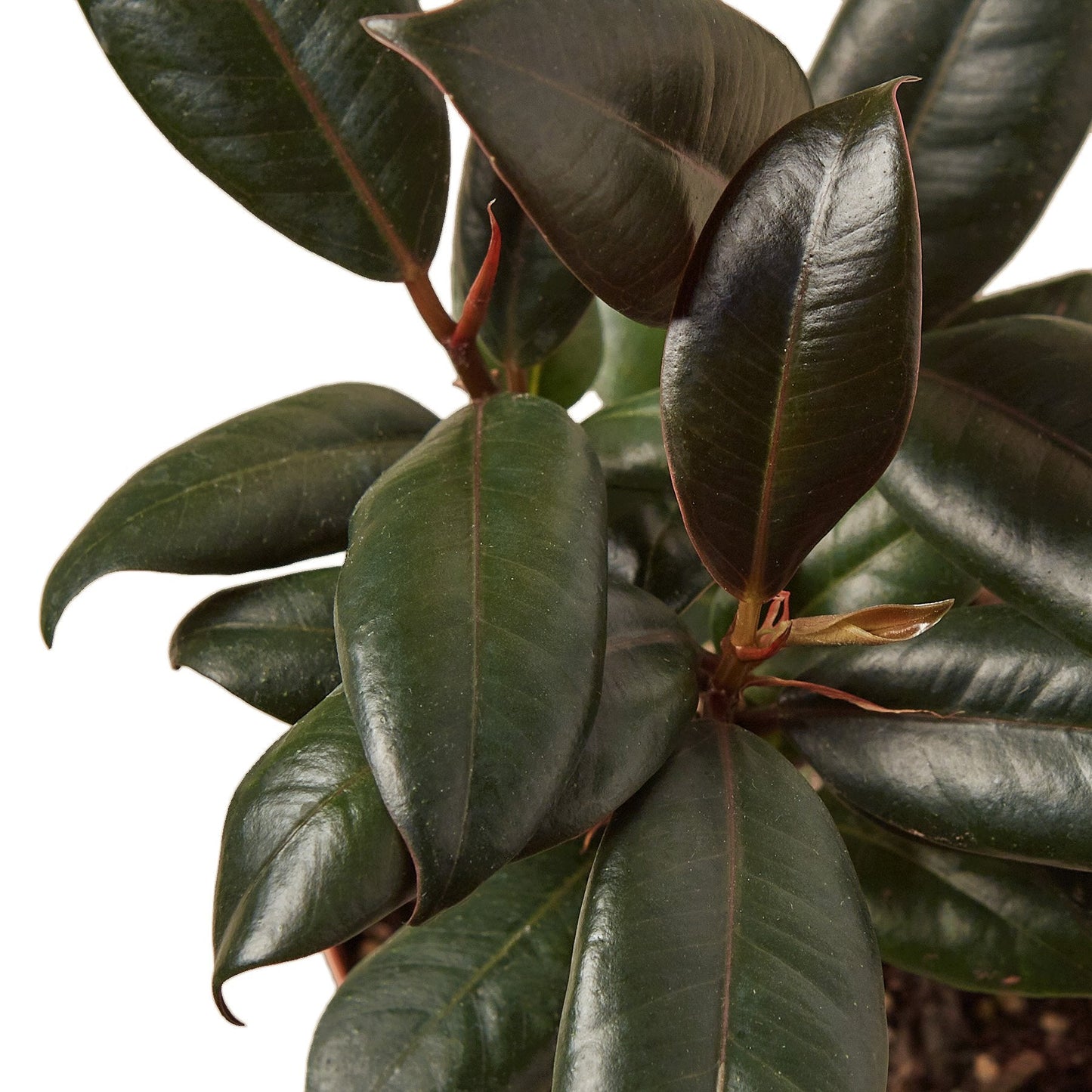 Ficus Elastica 'Burgundy' - Burgundy Bliss: Stunning Dark-Leafed Indoor Tree