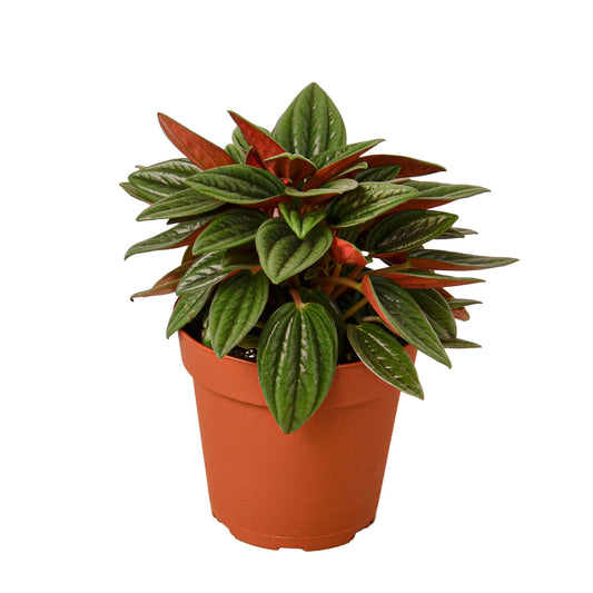 Peperomia Rosso - The Red Revolution: Stunning Houseplant with Glossy Green and Red Leaves