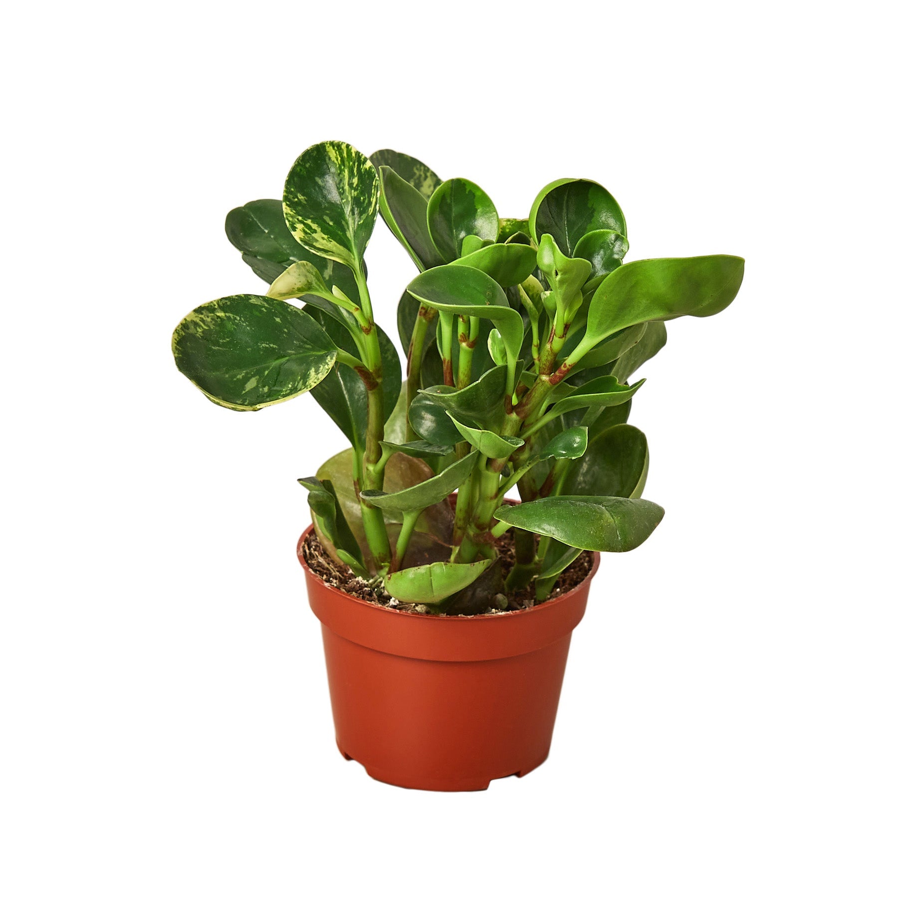 indoor radiator plant Peperomia 'Marble'