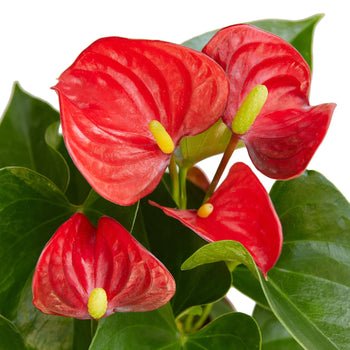 Anthurium 'Red' - Red Hot Romance: Exotic Flowering Houseplant with Glossy Heart-Shaped Leaves