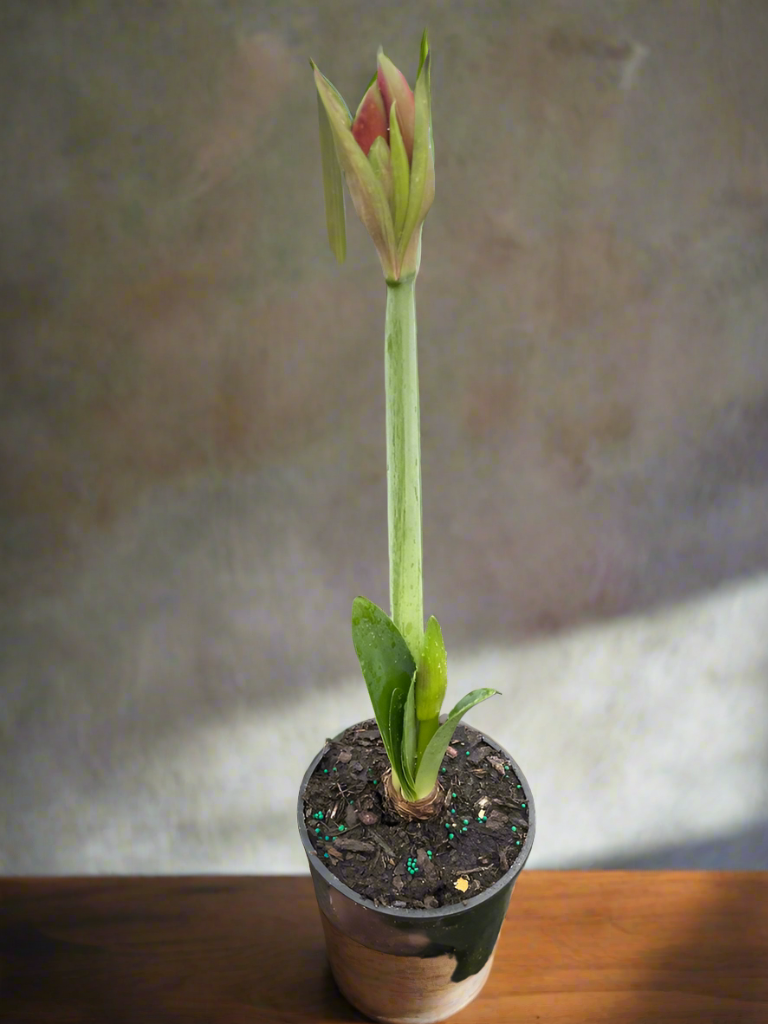 Winter Wonderland: Amaryllis 'Red/White' - Spectacular Winter Blooms for Indoor Cheer