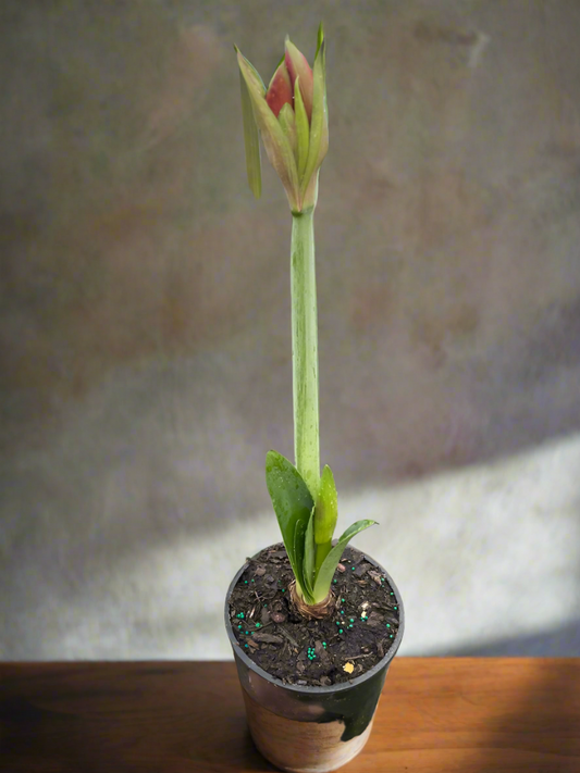 Winter Wonderland: Amaryllis 'Red/White' - Spectacular Winter Blooms for Indoor Cheer