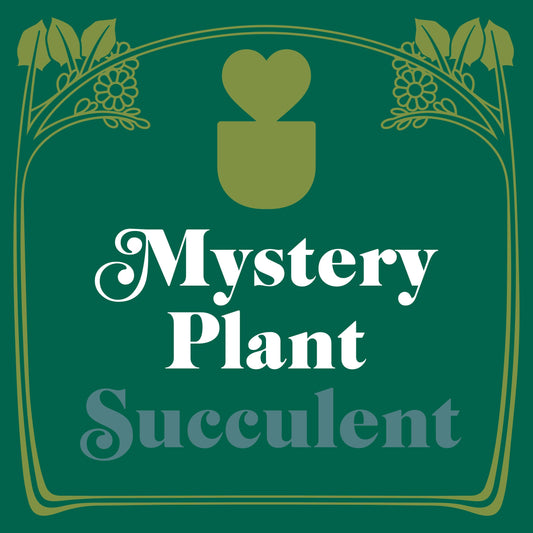 Mystery Succulent House Plant - Surprise-culent Delight: Hand-Picked, In-Season, Unique Varieties