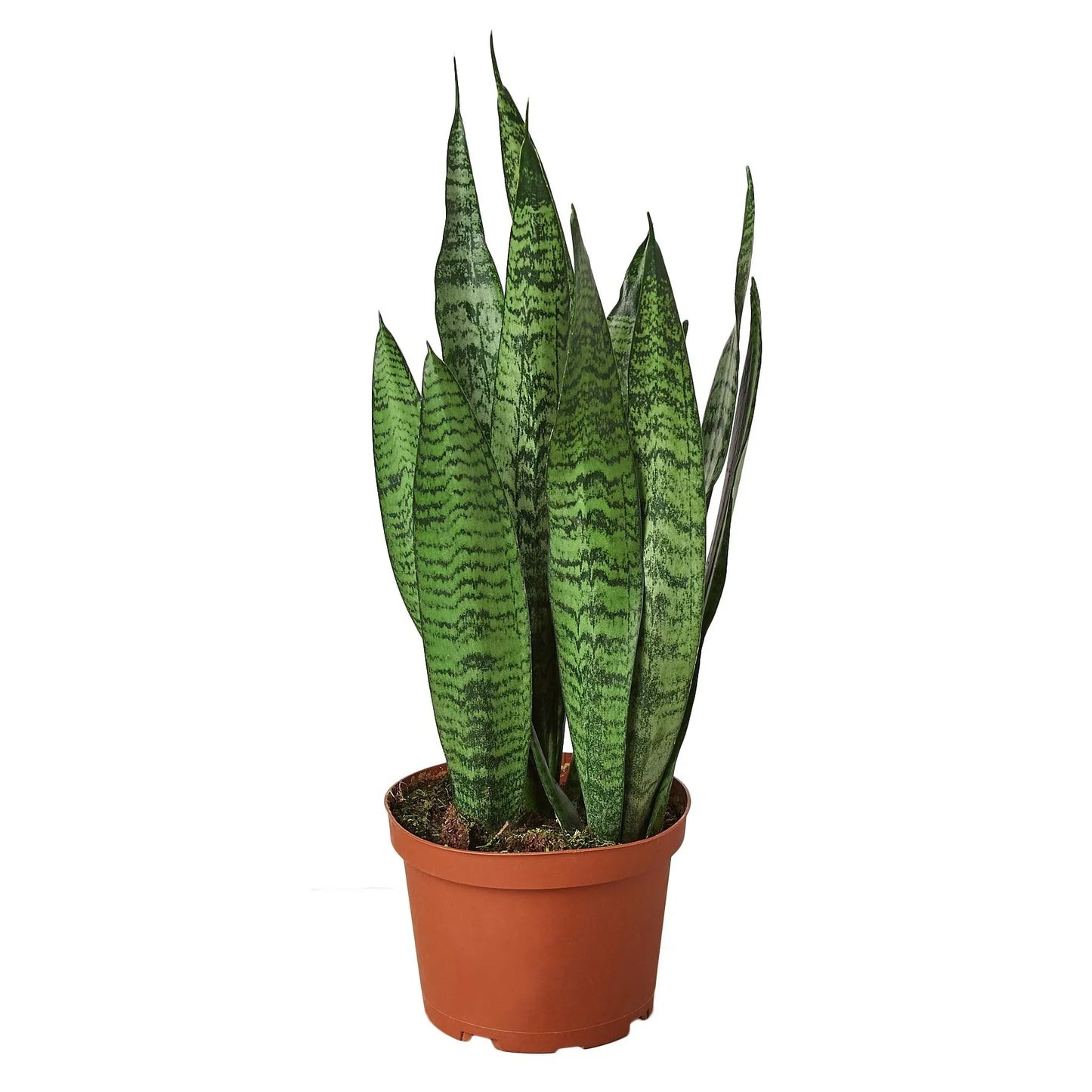 Snake Plant 'Zeylanica' - The Indestructible Green Guardian: Air-Purifying, Low Maintenance Houseplant