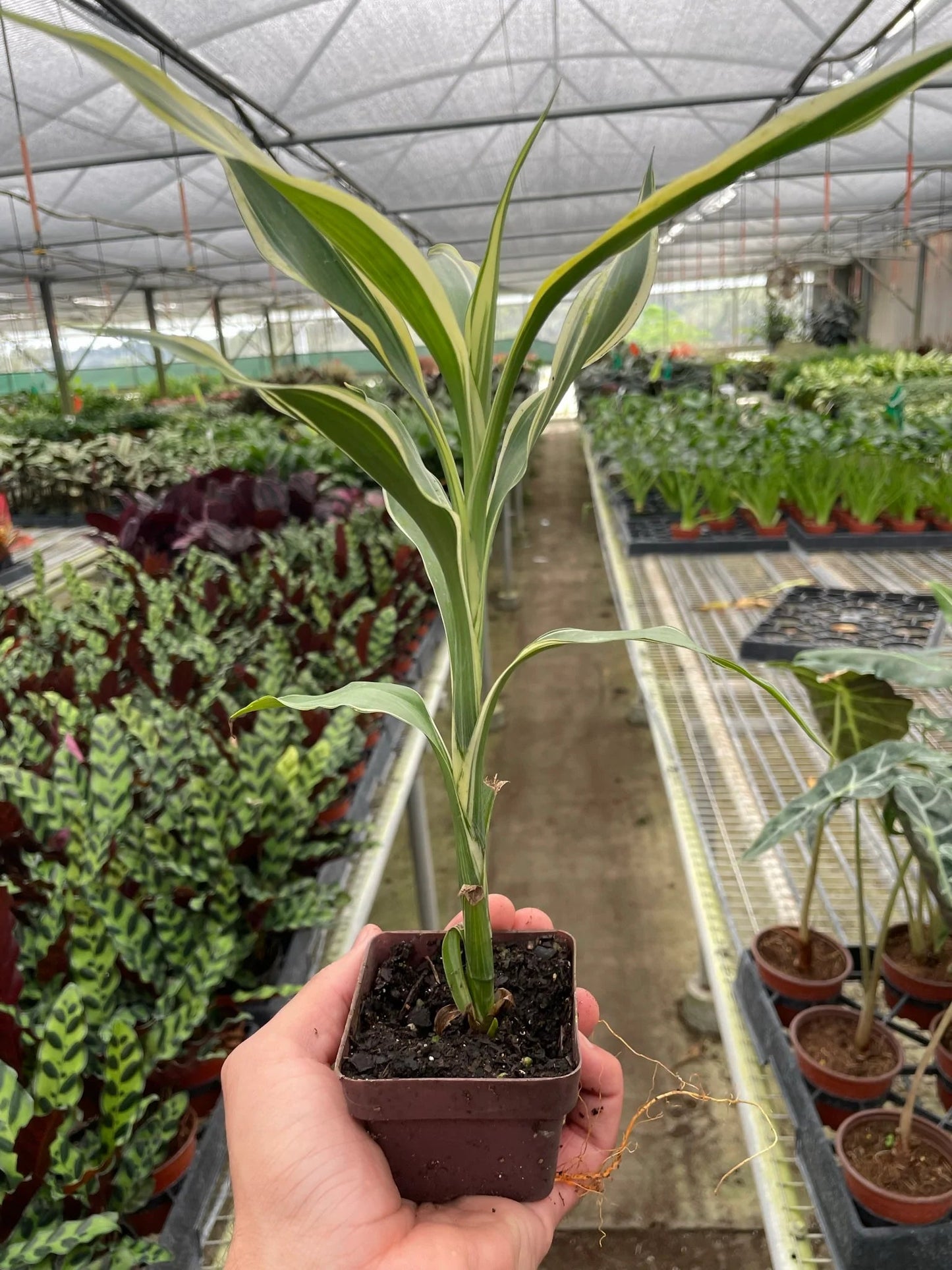 Dracaena 'Sanderiana' - Good Vibes Ribbon: Hardy, Drought-Tolerant, Low-Maintenance Air-Purifying Houseplant