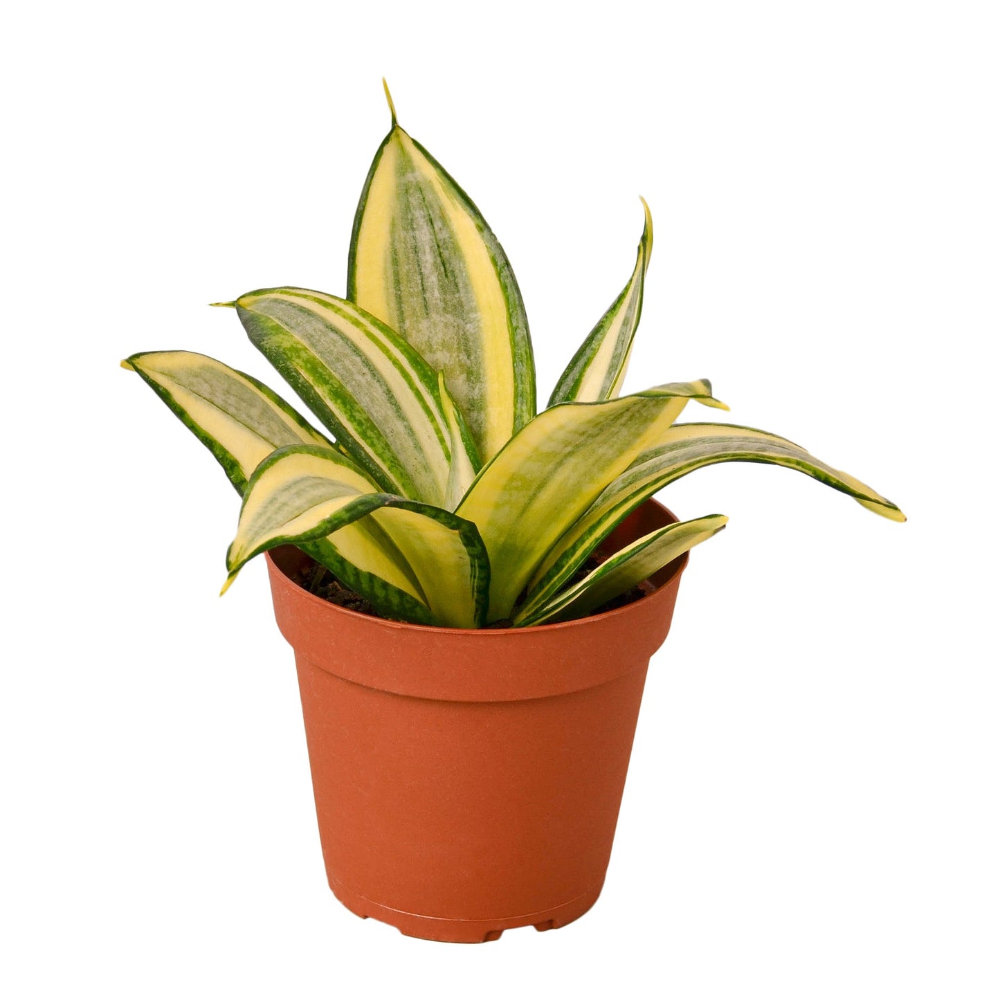 Snake Plant Gold Hahnii - Golden Guardian: Low Maintenance, Air-Purifying Houseplant