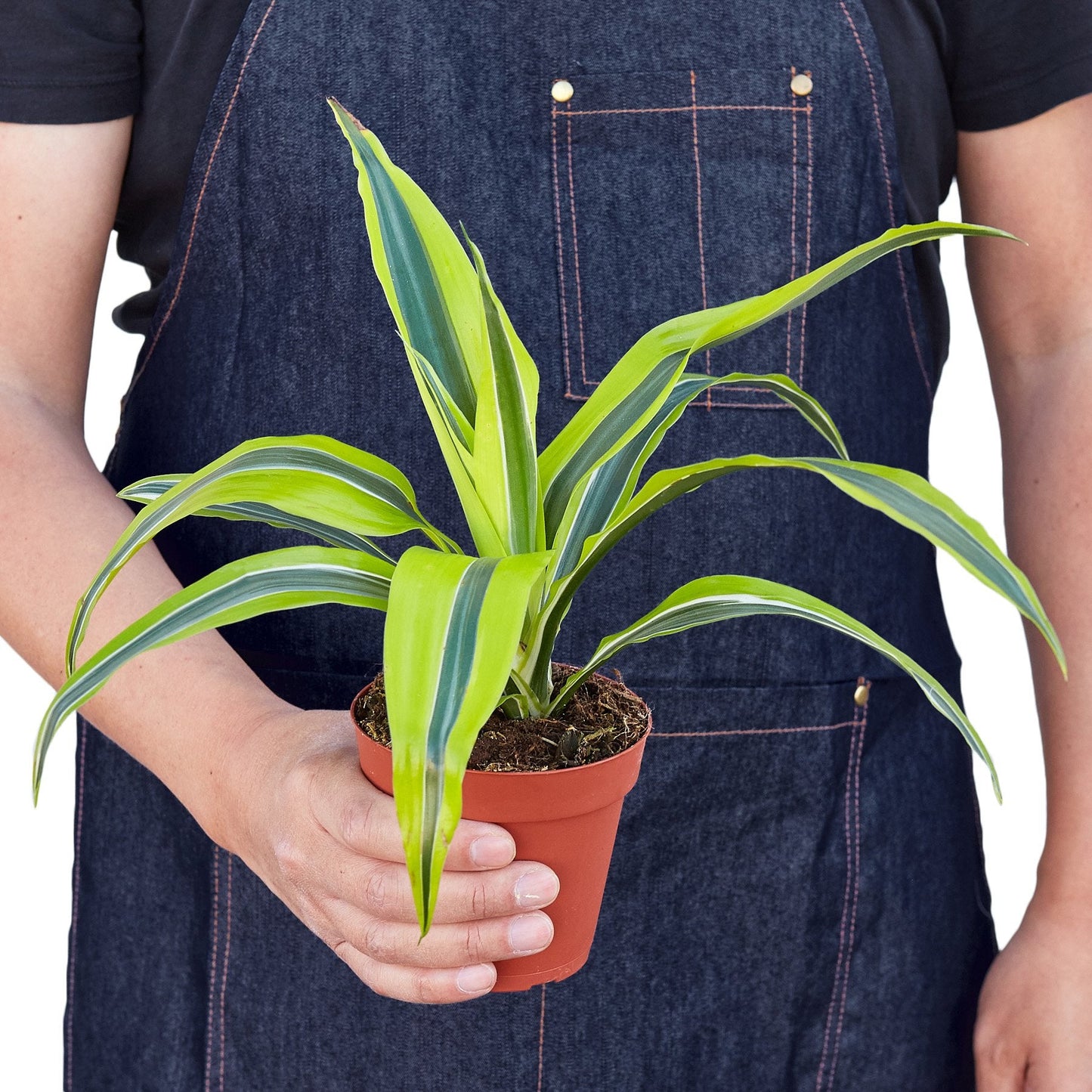 Dracaena Deremensis 'Lemon Surprise' - The Zesty Wonder: Bright and Air-Purifying Dragon Tree