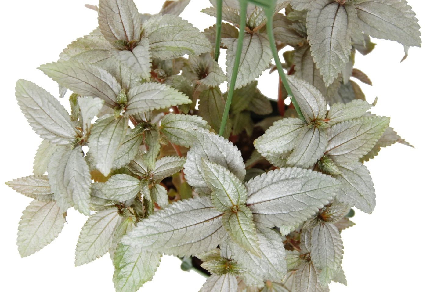 Pilea Ellen - Silver Queen: Compact Houseplant with Dark Green and Silver Foliage in 6" Pot