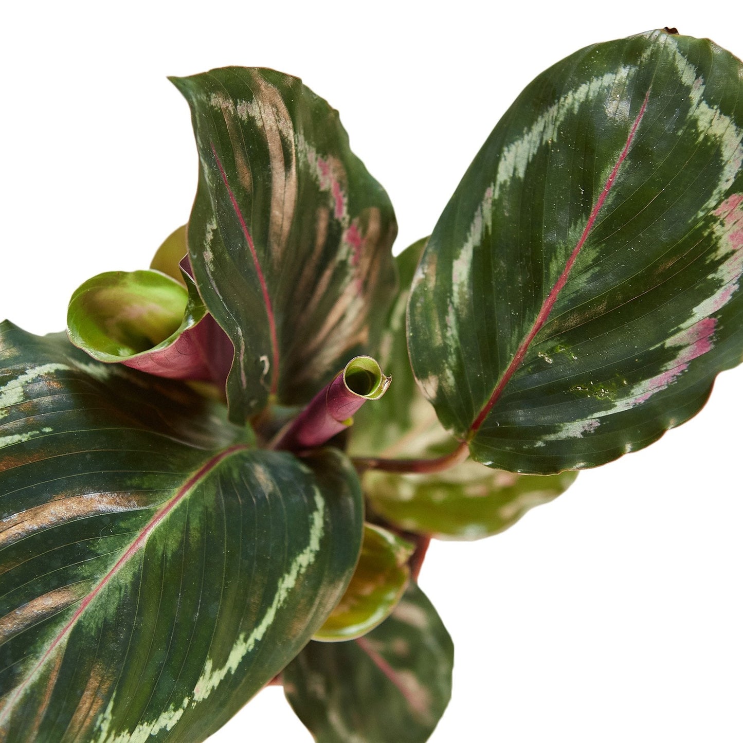 Calathea Roseopicta 'Medallion' - Pattern Play: Unique Peacock Plant with Colorful Leaves