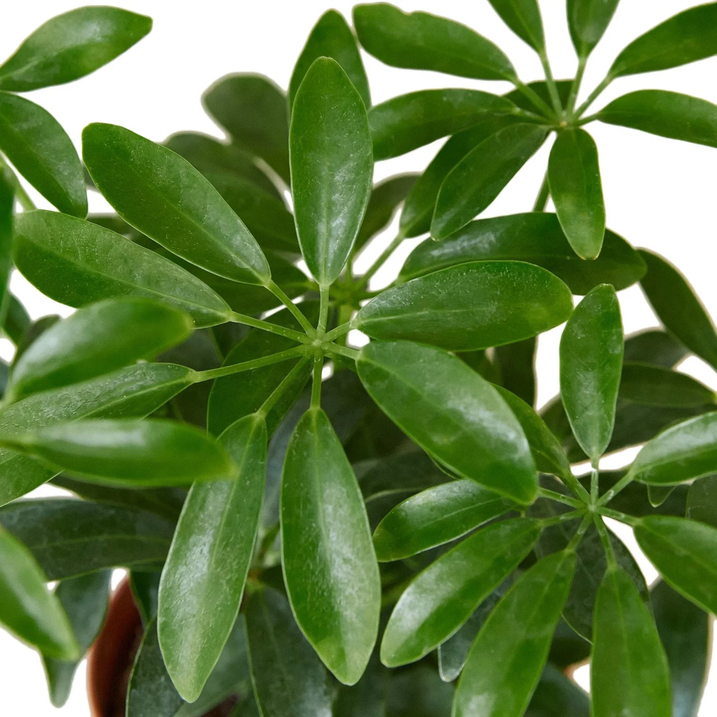 Schefflera Arboricola 'Umbrella' - Little Green Guardian: Easy-Care Evergreen Dwarf Umbrella Tree