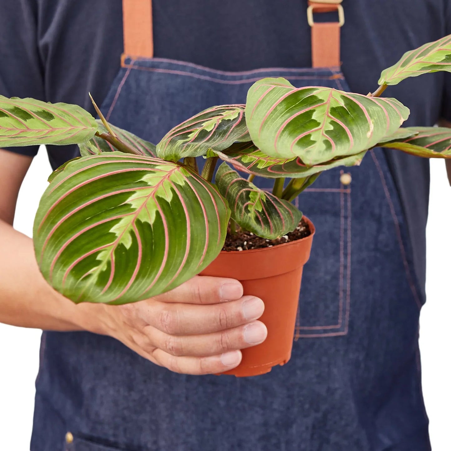 Maranta Red Prayer - Sleepy Beauty: Striking Evergreen Perennial Houseplant