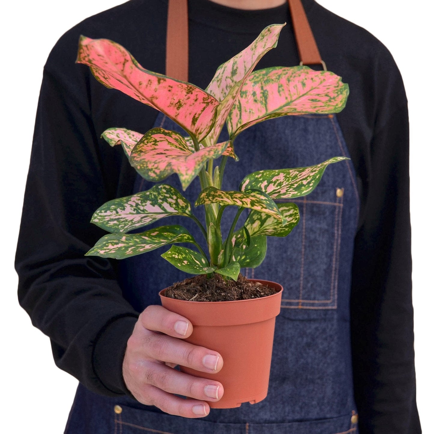 Chinese Evergreen 'Lady Valentine' - Valentine's Crush: Easy-Care Colorful Houseplant