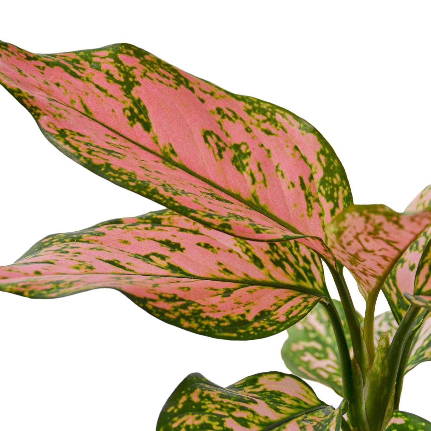 Chinese Evergreen 'Lady Valentine' - Valentine's Crush: Easy-Care Colorful Houseplant